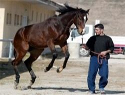 Safkan taylar satışa çıkıyor