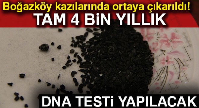 4 bin yıllık Hitit buğdaylarına DNA analizi yapılacak