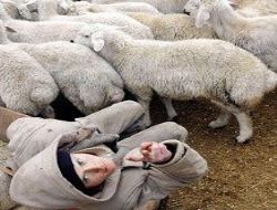 Koyun düşünüyor mu? Almayın!