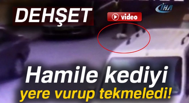 Hamile kediyi yere vurup tekmeledi