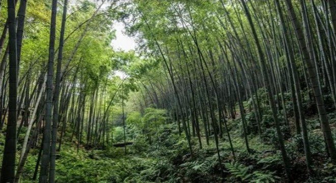 Çin, 5 yılda 33 milyon hektarlık orman ve otlak oluşturacak